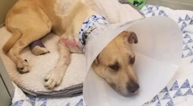 Marley, cane legato e trascinato da un’auto fino a che non si è rotta la corda