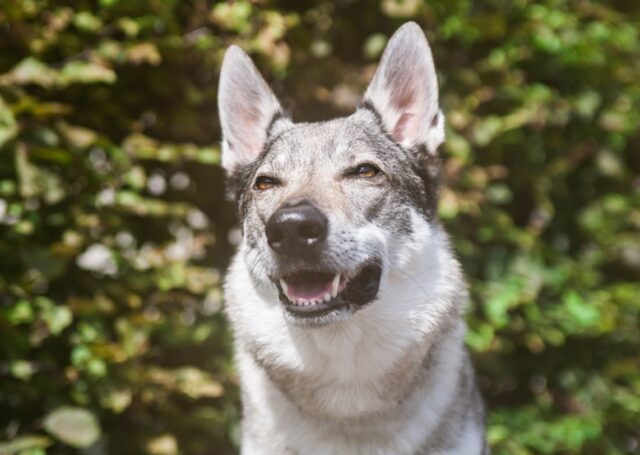 Massa Fiscaglia, Cane Lupo Cecoslovacco scappa via, la cucciola manca tanto a casa