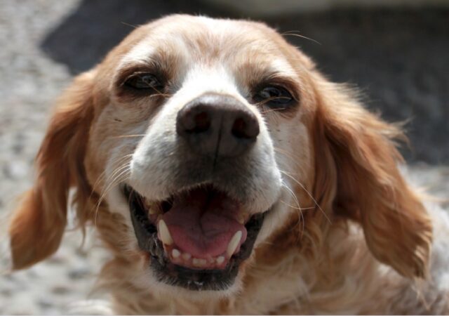 Monticello Conte Otto, il temporale manda nel panico il cane, Charlie si perde