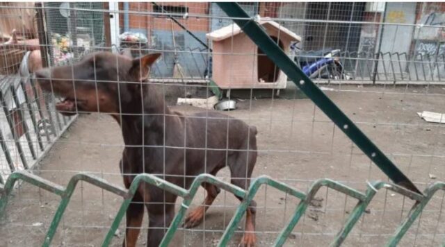 Cani maltrattati e rinchiusi in un recinto: la vicenda