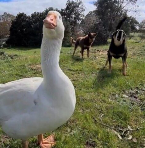 Cucciolo di cane insegna ad un’oca ad essere come lui