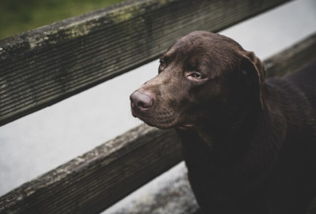 Cucciola di Labrador non si trova più a Oristano: Syria è in pericolo