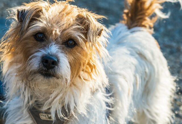 Ospedaletti, cagnolina supera cancello ed inferriata dandosi alla fuga, Dora si è persa