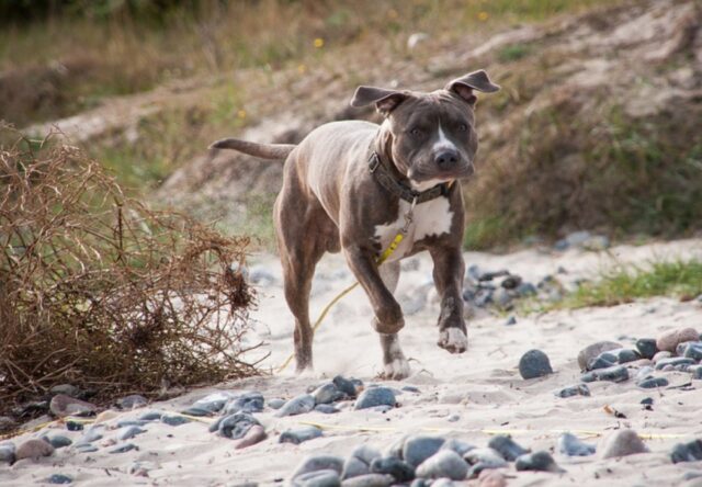 Pitbull si perde a Palma di Montechiaro in un luogo che non conosce, scatta l’allarme