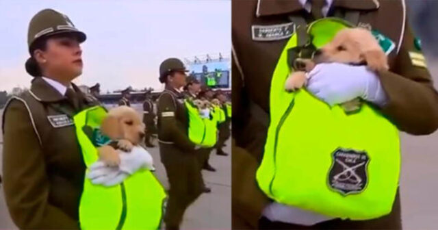 I cuccioli di cane dei carabinieri sfilano durante una parata e fanno innamorare il pubblico