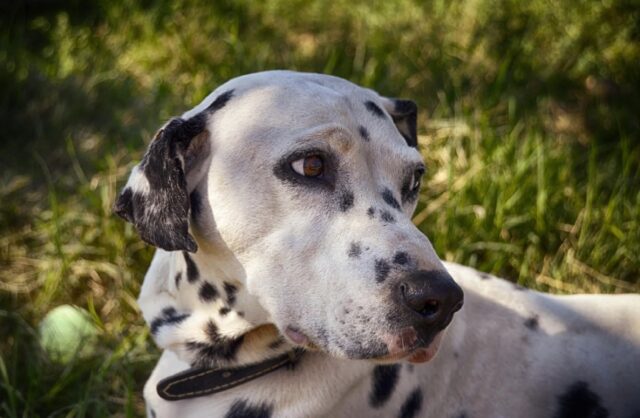 Pioraco, cane disorientato e confuso non trova la via del ritorno, Byron è in pericolo