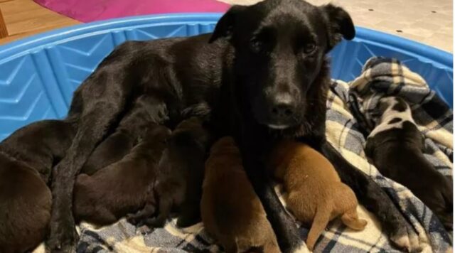 Cani e i loro cuccioli: grazie ad un miracolo si salva una cucciolata