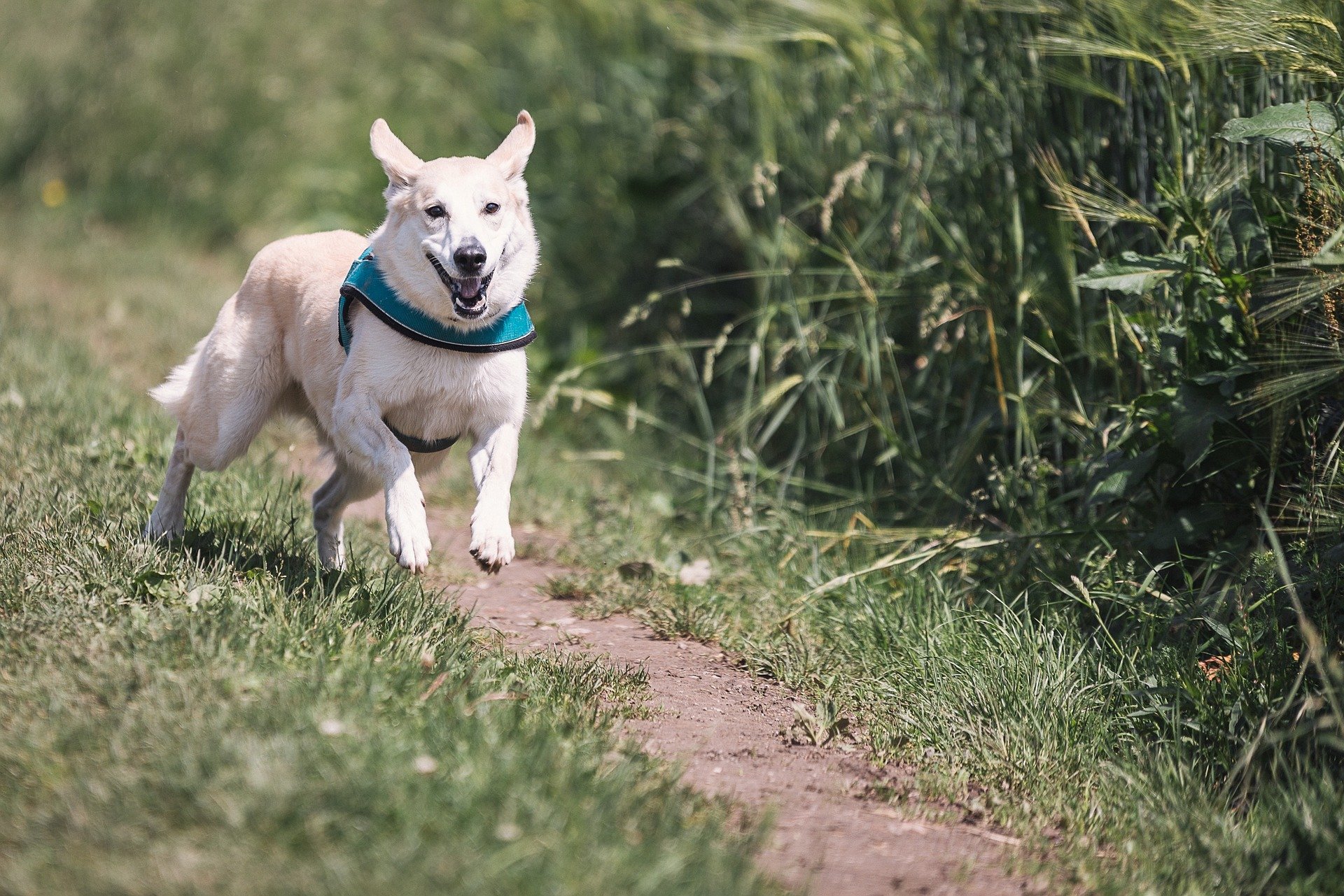 Dove Adottare Un Cane Nelle Marche La Guida Completa