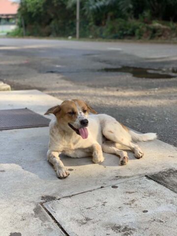 Cagnolina randagia rintraccia il ragazzo che le dà da mangiare, ma lui non può tenerla. Il sentito appello per farla adottare