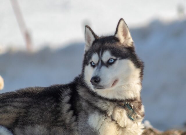 Ripatransone, Lasko e Sasha smarriti, la coppia di Husky potrebbe essersi allontanata di molto