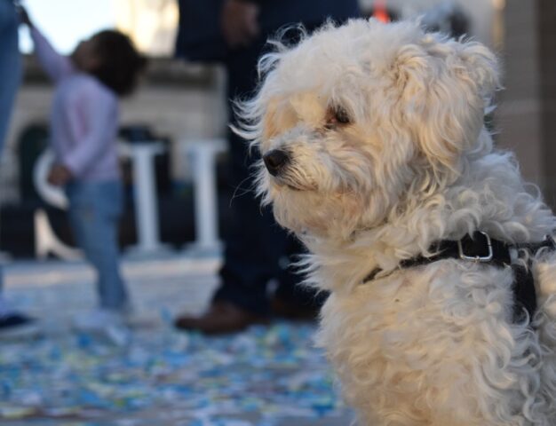 Roma, il cagnolino scompare durante un viaggio seguito, il mistero si infittisce