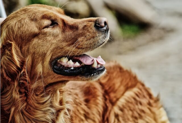 Roma, un cucciolo appena adottato scappa via durante passeggiata, nessuno sa dove sia finito