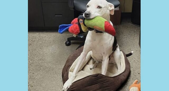 Cucciolo di cane che ama fare regali ai visitatori: la sua storia