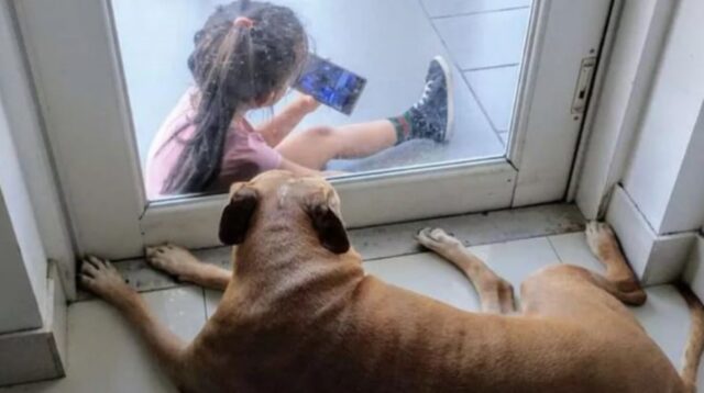 Cane fa amicizia con una bimba: la loro storia attraverso un vetro