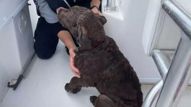 Cucciolo di cane travolto dalle onde: recuperato per un pelo