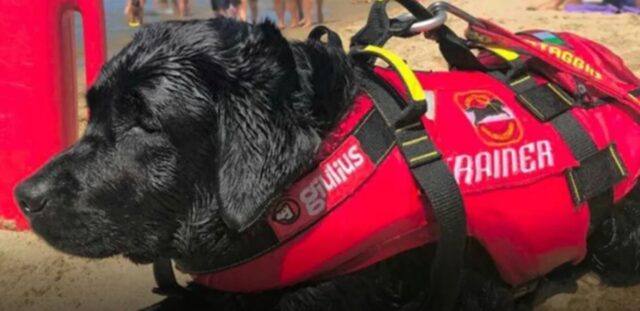 Cani bagnini salvano 14 persone, tra cui bambini: la storia