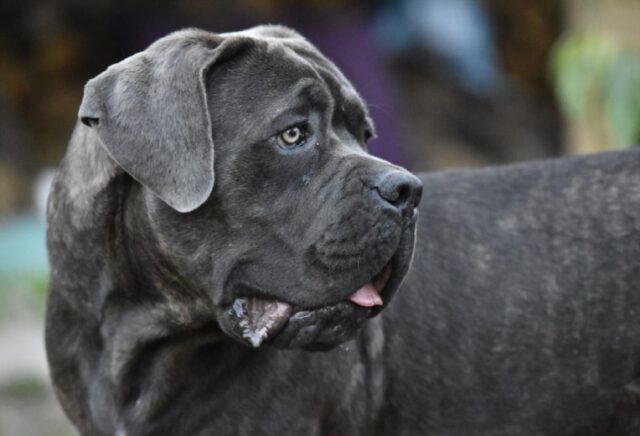 Torino, sono giorni concitati per questo cane Corso, Diablo si è perso nei boschi