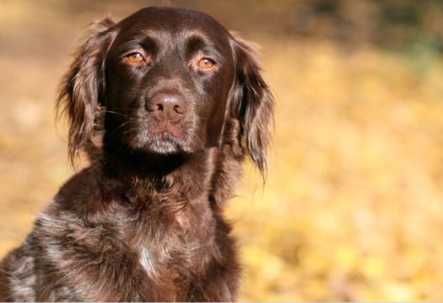 Tresnuraghes, cagnolina terrorizzata fugge a causa dell’incendio, le fiamme generano panico