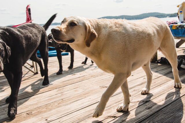 3 cose fondamentali da fare per il tuo cane subito dopo l’estate