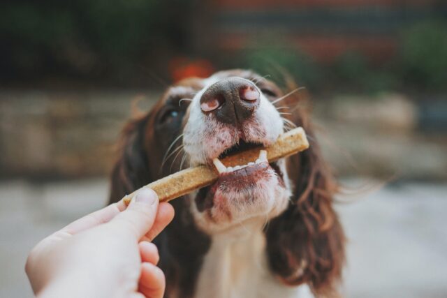 3 metodi più efficaci per riuscire a dare le pillole al tuo cane