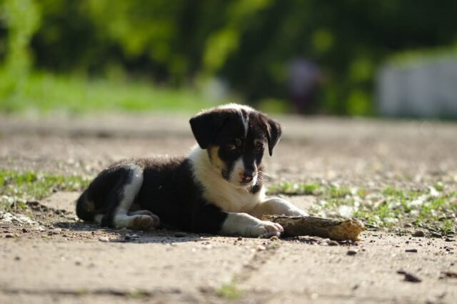 3 principali motivi per cui il tuo cane ha paura dei suoi simili