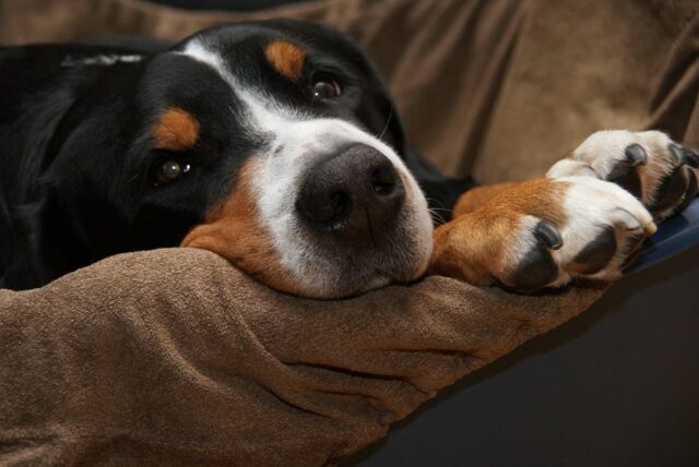 3 principali ragioni per cui il cane dorme sui tuoi piedi