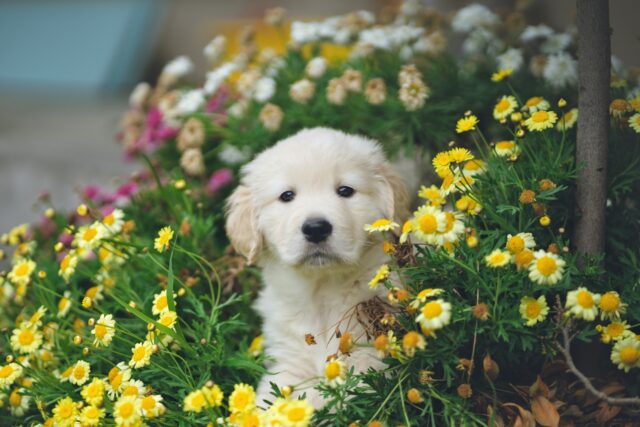 3 suggerimenti per addestrare al meglio un cucciolo di cane