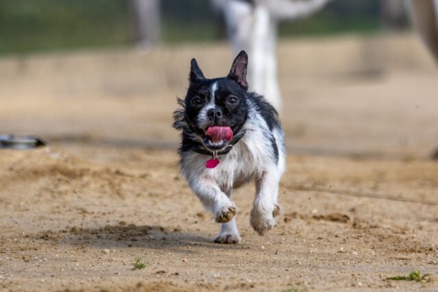 4 comportamenti del cane che bisogna assolutamente correggere