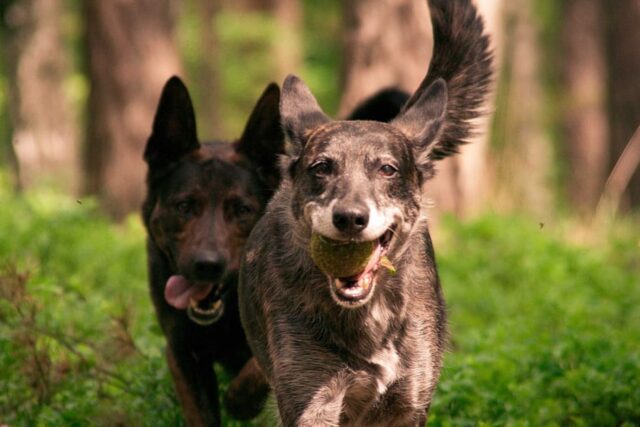 4 consigli per far nascere un legame d’amicizia tra due cani