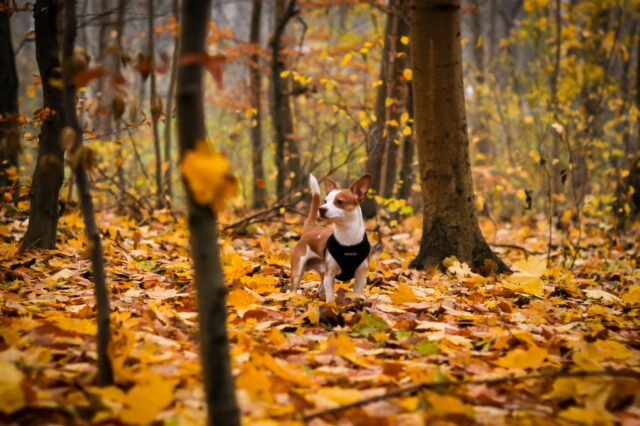 4 cose a cui fare attenzione per il tuo cane in autunno