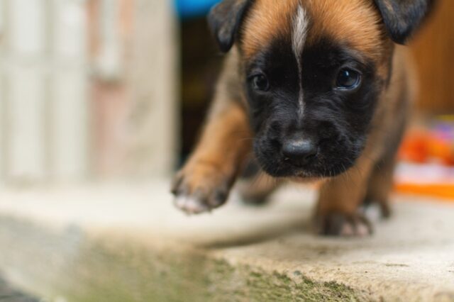 4 cose a cui fare attenzione quando si addestra un cane