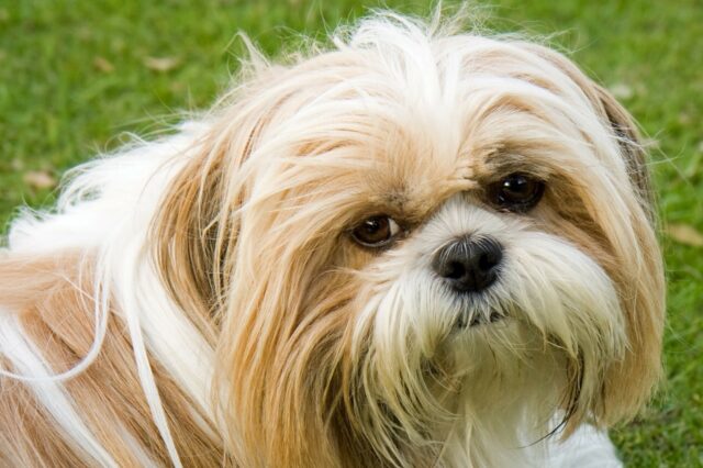 4 cose davvero sorprendenti sugli Shih Tzu che non sapevi