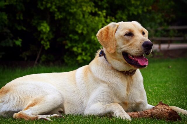 4 fatti davvero curiosi che non sai sui Labrador Retriever