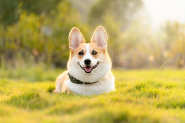 4 modi in cui il tuo cane riesce a migliorarti la salute