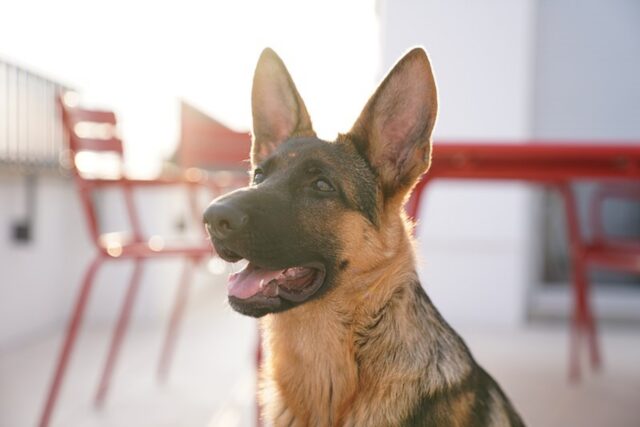 4 modi per evitare che il cane faccia bisogni in casa