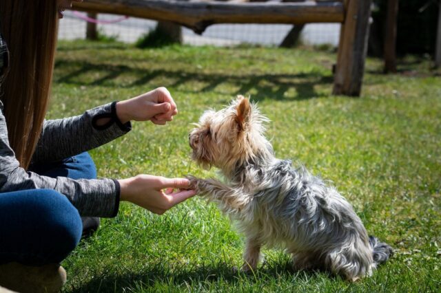 4 modi più semplici ed efficaci per pulire le zampe del cane