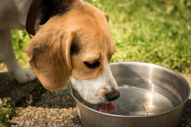 4 principali ragioni per cui il cane beve molto più del solito