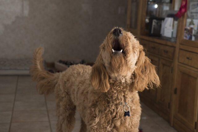 4 principali ragioni per cui il tuo cane abbaia di notte