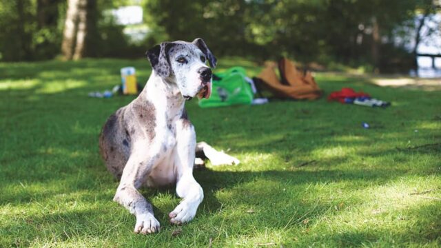 4 ragioni per cui i cani anziani sono molto più speciali di quanto sembra