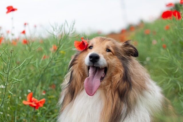 4 regole d’oro per vivere sempre bene con il tuo cane