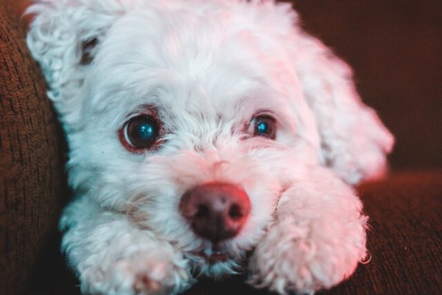 4 suggerimenti per prendersi cura di un cane che soffre di sindrome vestibolare