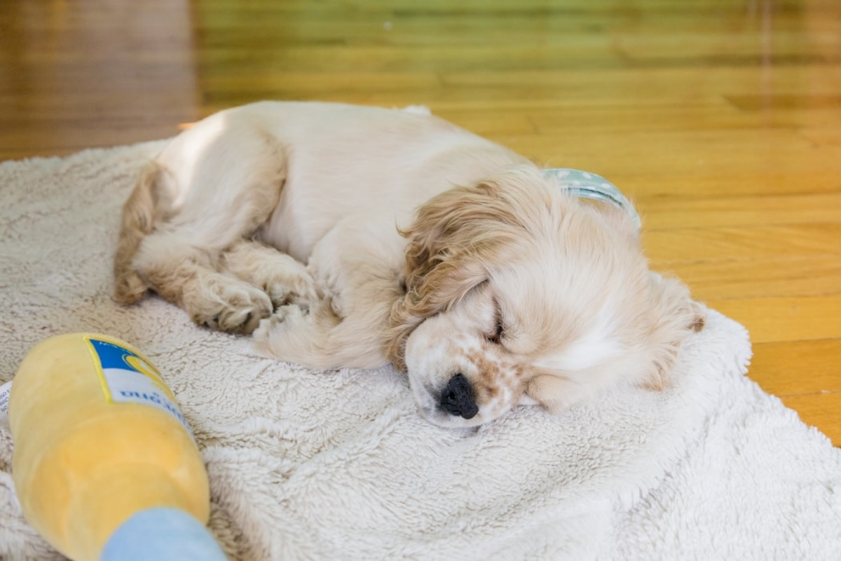 Suggerimenti Per Prendersi Cura Di Un Cane Che Soffre Di Sindrome Vestibolare