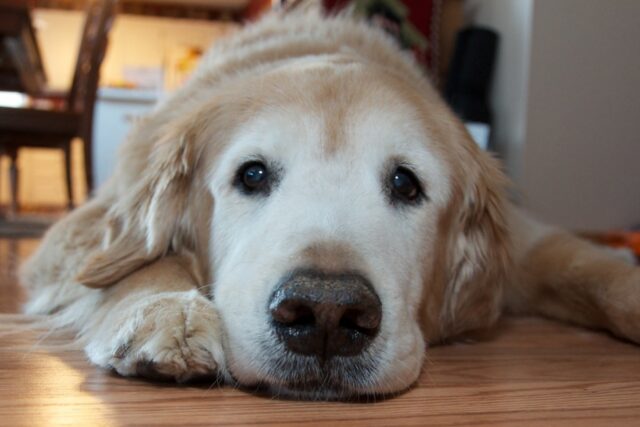 5 cose che ti fanno capire che il tuo cane è sotto stress