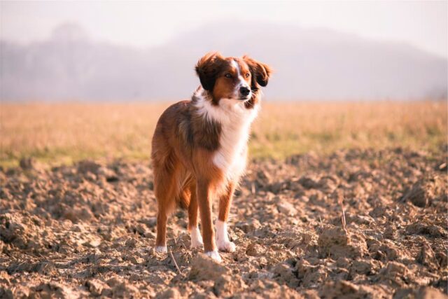 5 cose che ti fanno capire che non è ancora il momento di adottare un cane