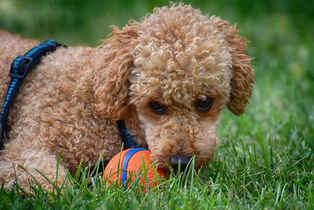 5 razze canine consigliate per chi non ha mai avuto un cane