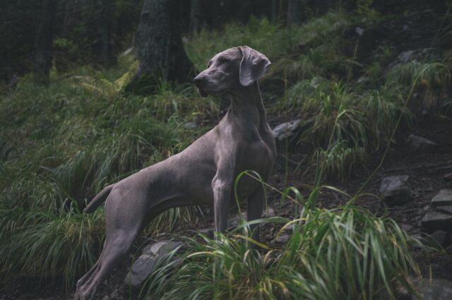 5 razze di cani che hanno maggiore bisogno di fare attività fisica