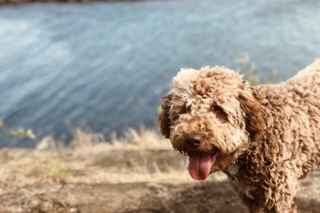 5 razze di cani italiane che non puoi non conoscere