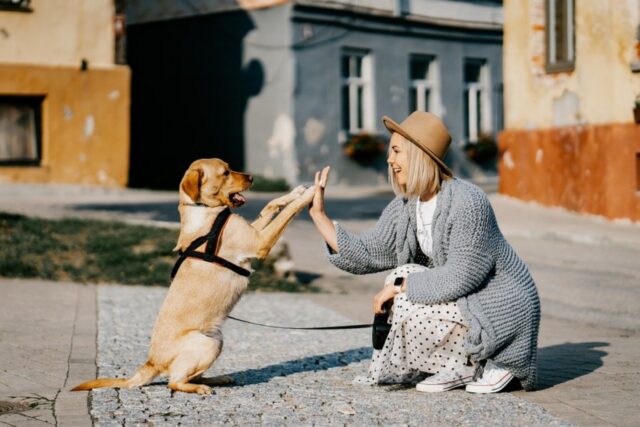 6 foto di cani che si comportano esattamente come gli umani