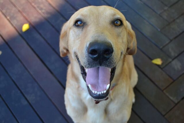 6 foto di cani capaci di rendere qualsiasi scatto spettacolare