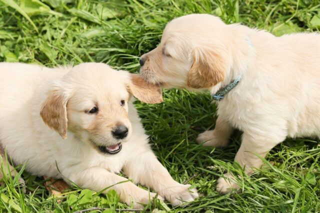 6 foto di cani capaci di tenere incollato allo schermo chiunque